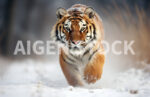 A beautiful tiger walking on the snow with depth of focus and a lot of detail