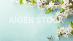 A cherry blossom background representing the Spring concept with a large copy space